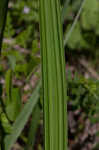 Prairie pleatleaf